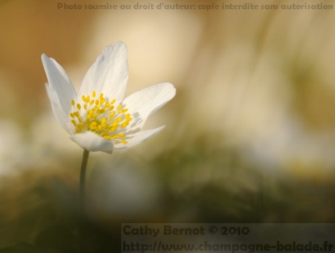 une petite fleur d'anémone sylvie perdue dans le flou d'un tapis  blanc