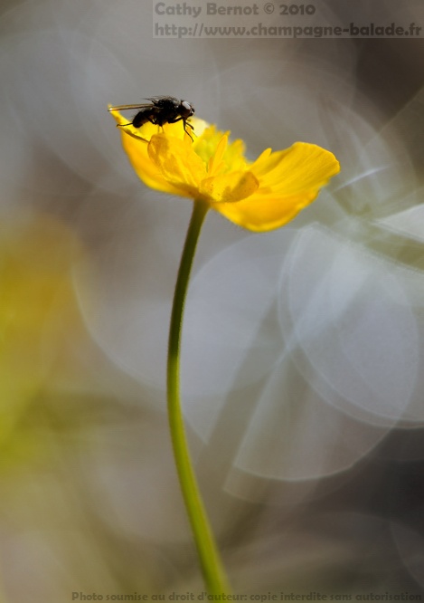 Fleur, insecte: mouche à contrejour, cercles de lumière