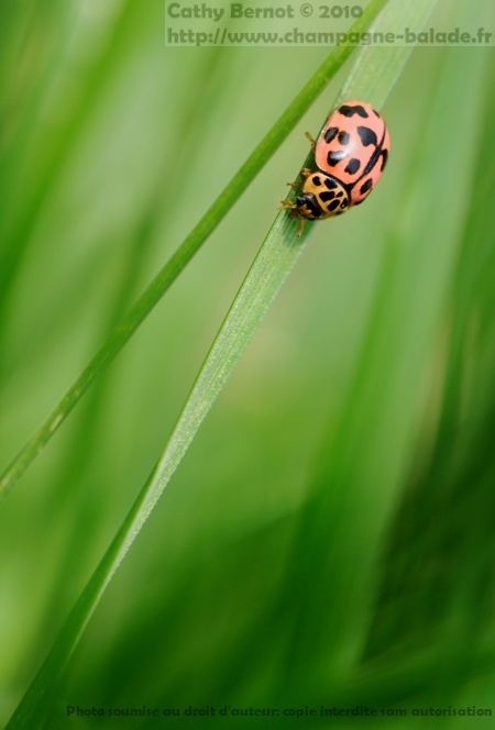 Une coccinelle rose à points noirs: oenopia conglobate