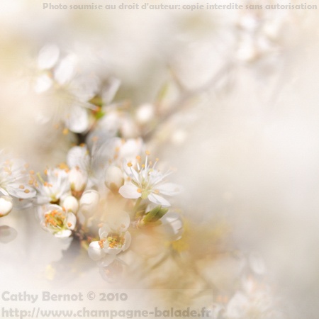 Fleur blanche de printemps: fruitier sauvage Fleur blanche de printemps: fruitier sauvage