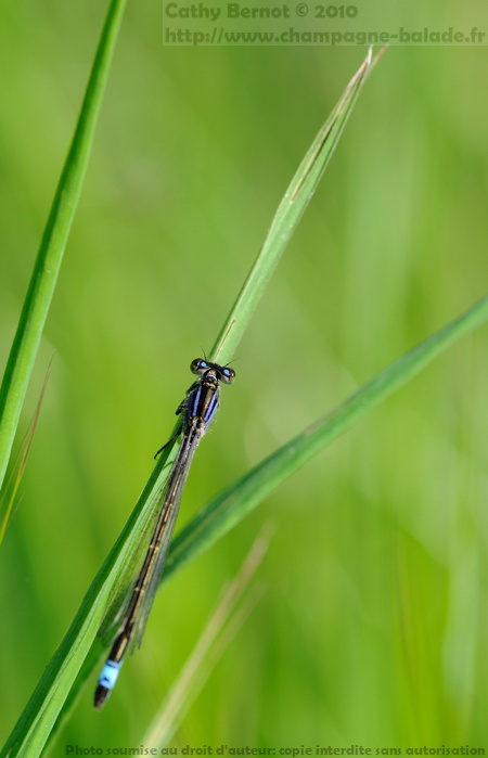 Un agrion? demoiselle, libellule bleue