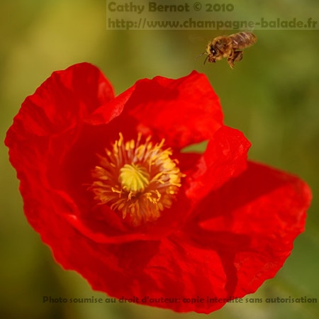 Blog photo macro nature: coquelicot et abeille en vol Blog photo macro nature: fleur et insecte