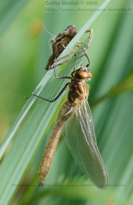 photo émergence de libellule: une cordulie bronzée
