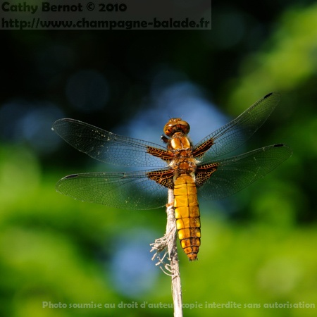 Une libellule jaune dans le ciel bleu