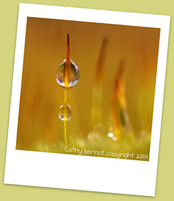 photo-picnik-logiciel-retouche-cadre-signature-photo