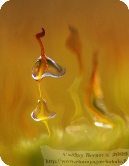 photographie-picnik-retouche-image-goutte