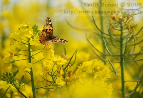 photo-insecte-papillon-lepidoptere-vanesse-vanessa-migration-marne