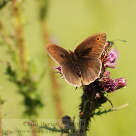 photo-papillon-lepidoptere-satyre-tristan-fleur-chardon