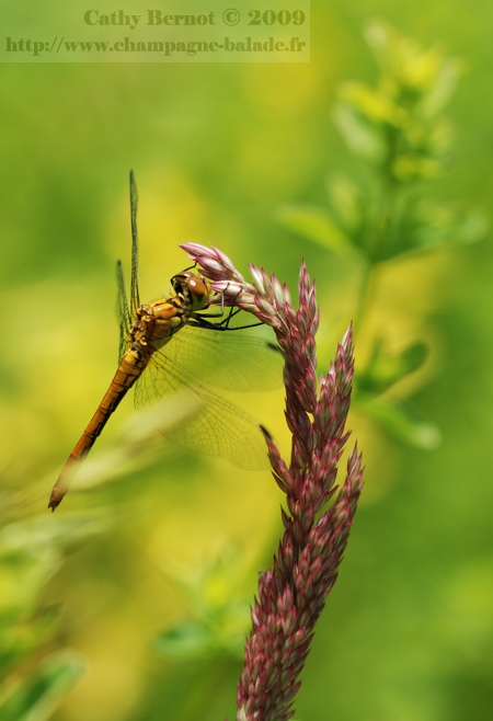 photo-insecte-libellule-jaune-odonate-graminee