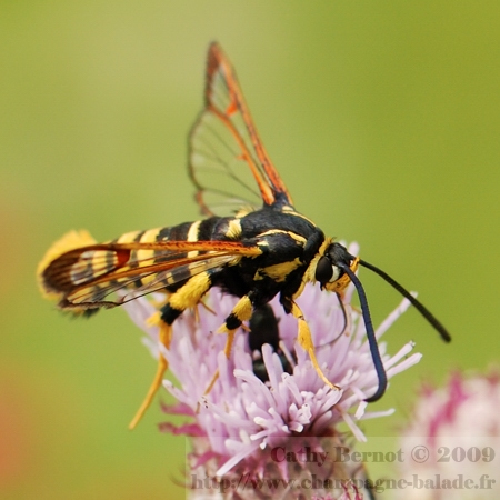 papillon sésie vespiriforme(sesiidae). Lépidoptère rayé jaune et noir comme une guêpe, mimétisme chez les insectes