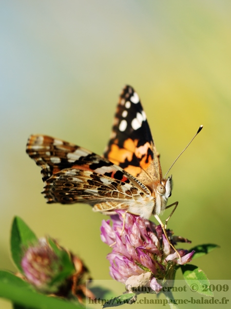 papillon-migration-vanesse-cardui-belle-dame-chardon-fleur-trefle