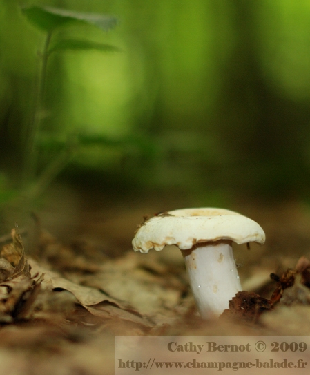 photo de champignon cepe bolet en forêt champagne ardenne