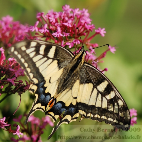 photo-grand-papillon-machaon-creme-bleu-jardin