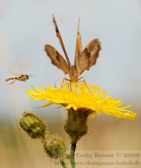 Insecte rayé noir et jaune (conops) en vol et battements d'aile d'un papillon sur fleur jaune