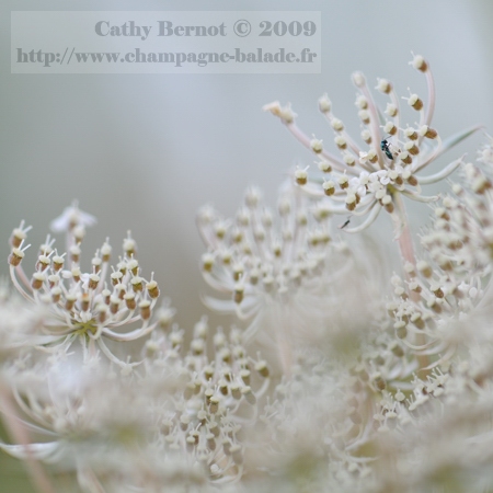 Dernières fleurs: ombelles blanches de la carotte sauvage. Neige d'été sous ciel d'orage Dernières fleurs: ombelles blanches de la carotte sauvage. Neige d'été sous ciel d'orage