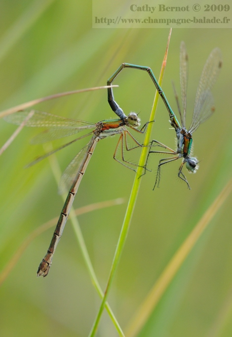 Coeur copulatoire Photo leste verdoyant (lestes virens ou vestalis)