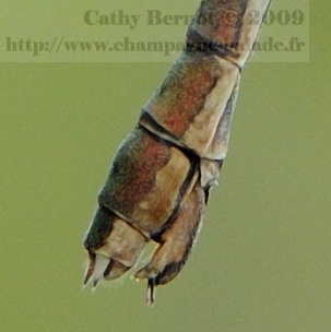 Critère d'identification: extrémité abdominale femelle - Photo leste verdoyant (lestes virens ou vestalis)