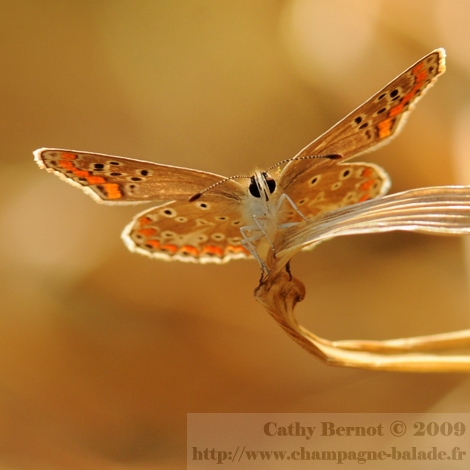 Un papillon orange au soleil couchant - Macrophoto D300 et 105mm Raw capture NX