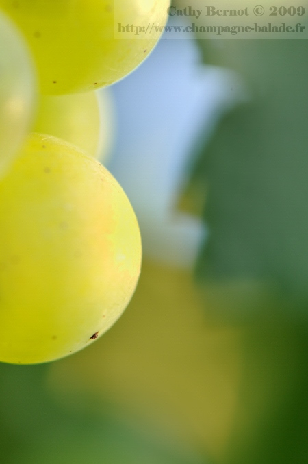 Gros plan sur un grain de raisin façon pastel ou aquarelle, vendanges en Champagne Photo macro D300 et 105 