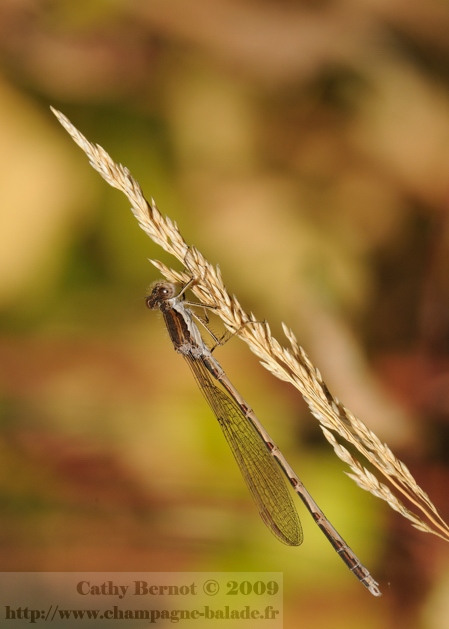 Brunette hivernale (sympecma fusca) - Photo de libellules en automne, Champagne Ardenne
