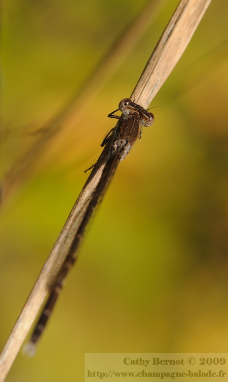 Brunette hivernale (sympecma fusca) - Photo de libellules en automne, Champagne Ardenne