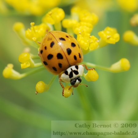 coccinelle asiatique orange à points noirs Regroupement dans les maisons