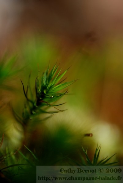 Macrophotographie mousse et lichen ou photo de plante tropicale?