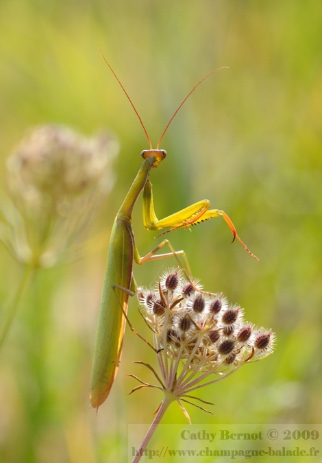Photo d'insecte à contrejour: Mante religieuse et fleur de carotte sauvage