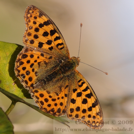 Photo macro de papillon orange à points noirs: le petit nacré
