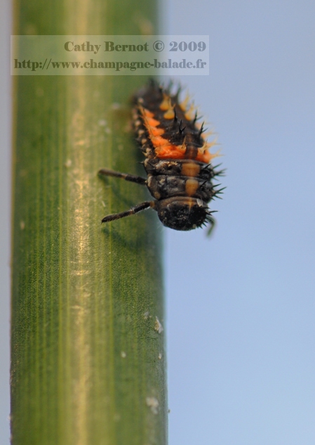 Larve de Coccinelle asiatique harmonia axyridis