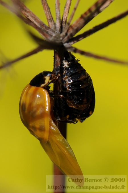 Coccinelle asiatique harmonia axyridis jaune à la naissance