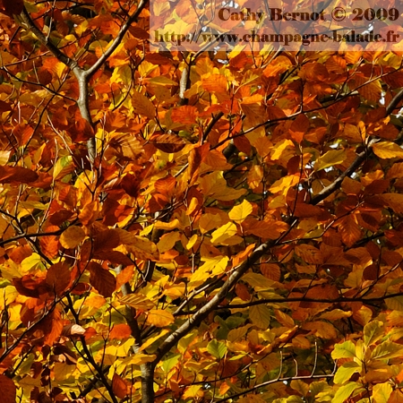 poésie amérindienne sur l'automne: rouge, feuilles d'arbres