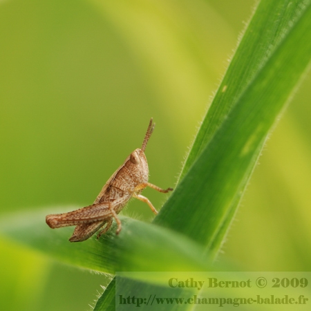 Un criquet entre deux herbes: photo macrophotographie 105 mm insecte orthoptère