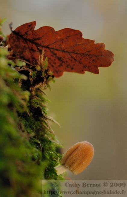 Photo de champignon: un coprin micacé eu feuille de chêne en forêt de la Marne