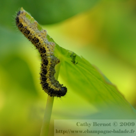 Photo de chenille au jardin: piéride sous une feuille de capucine