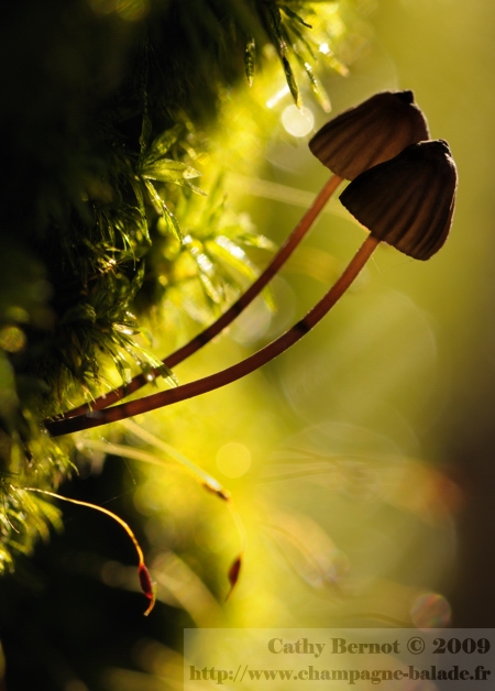 Photographier les champignons à contrejour Macrophotographie