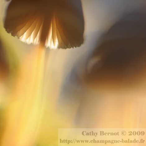 Photographier les champignons autrement: contreplongée et lumière à contrejour
