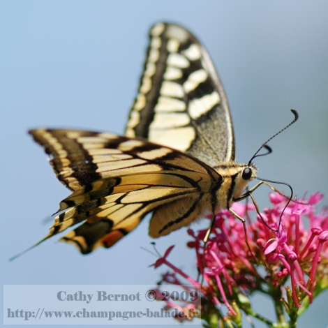 Photo macro de papillon machaon au jardin