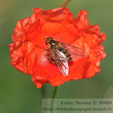 Photo de coquelicot et insecte qui butine: syrphe sur fleur