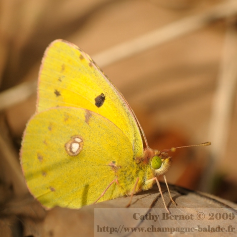 Photo d'insecte: papillon jaune soucis sur feuilles mortes d'automne