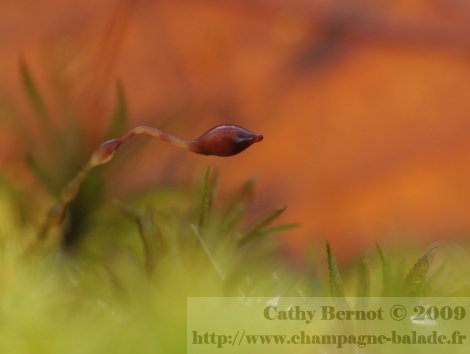 Gros plan sur la mousse (macrophotographie en hiver)