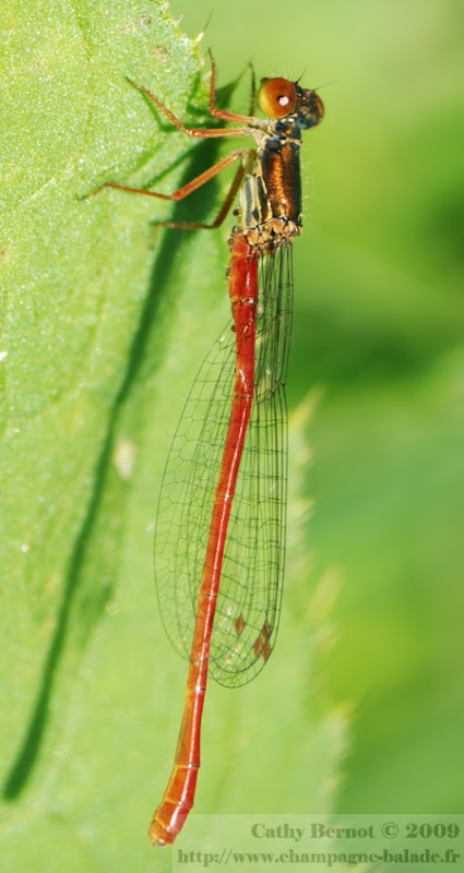 Photo libellule rouge: ceriagrion delicat mâle