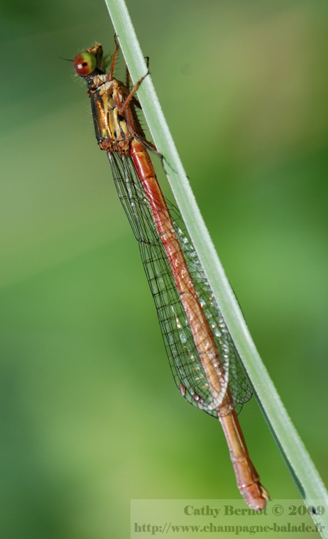 Photographie zygoptère rouge: agrion delicat femelle