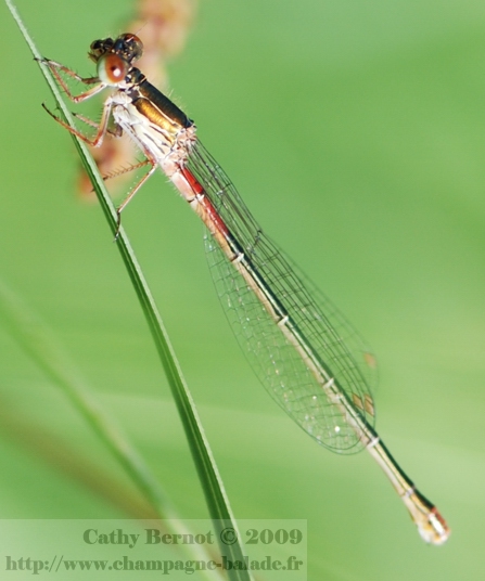 Photographie demoiselle protégée: ceriagrion tenellum femelle