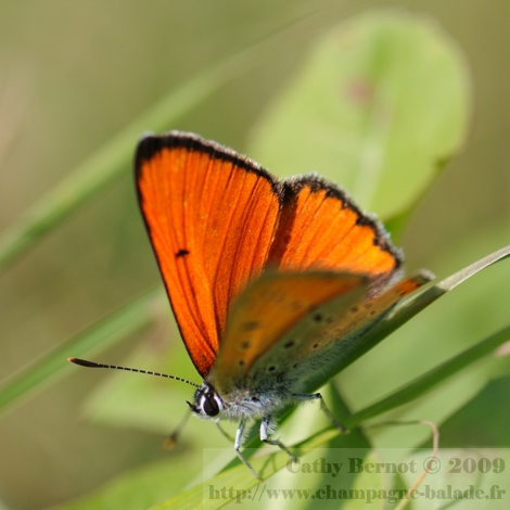 Papillon cuivré des marais orange macrophotographie observation lépidoptère champagne ardenne
