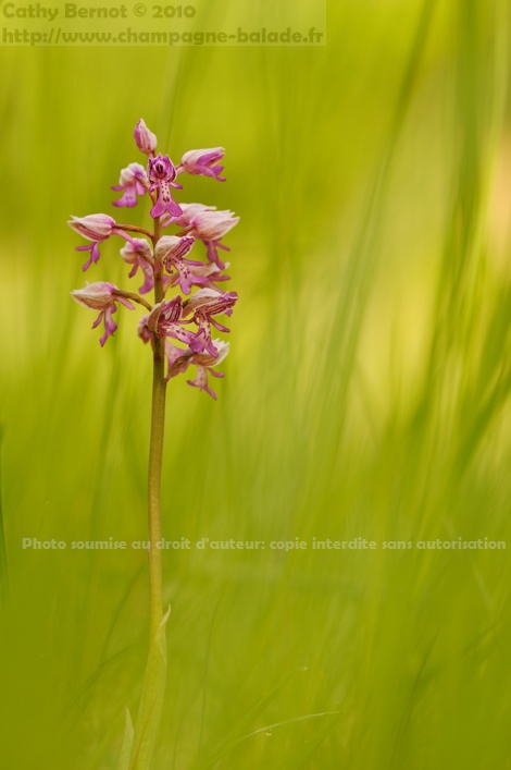 Fleur d'orchidée sauvage orchis militaire Fleur d'orchidée sauvage orchis militaire