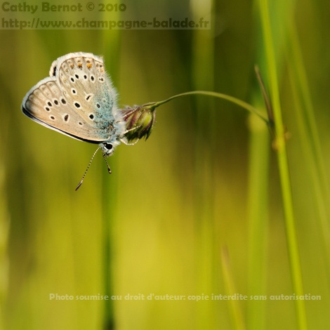 Petit papillon lycène dans la lumière du soir