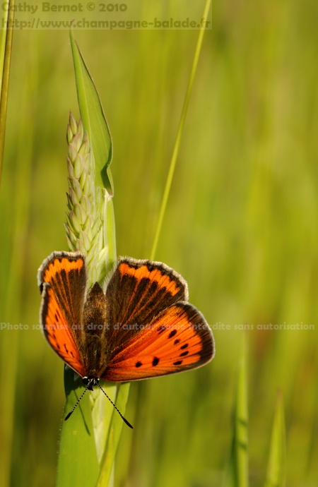 Papillon cuivré orange: lycaena dispar femelle Papillon cuivré orange: lycaena dispar femelle