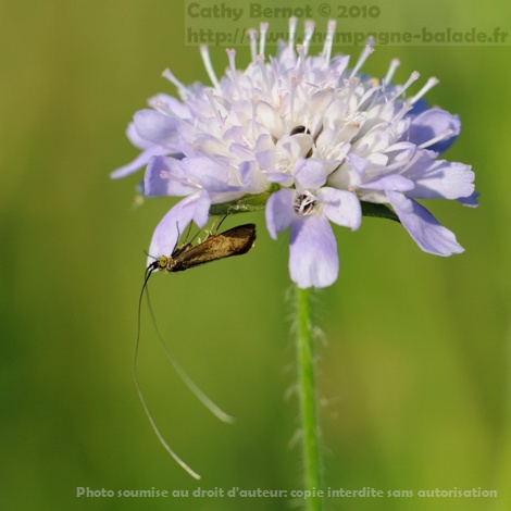 Microlépidoptère: papillon adèle sur fleur