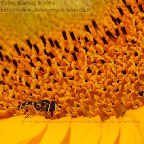 Une fleur de tournesol et un syrphe (insecte qui butine) Une fleur de tournesol et un syrphe
